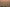1000 pink roses